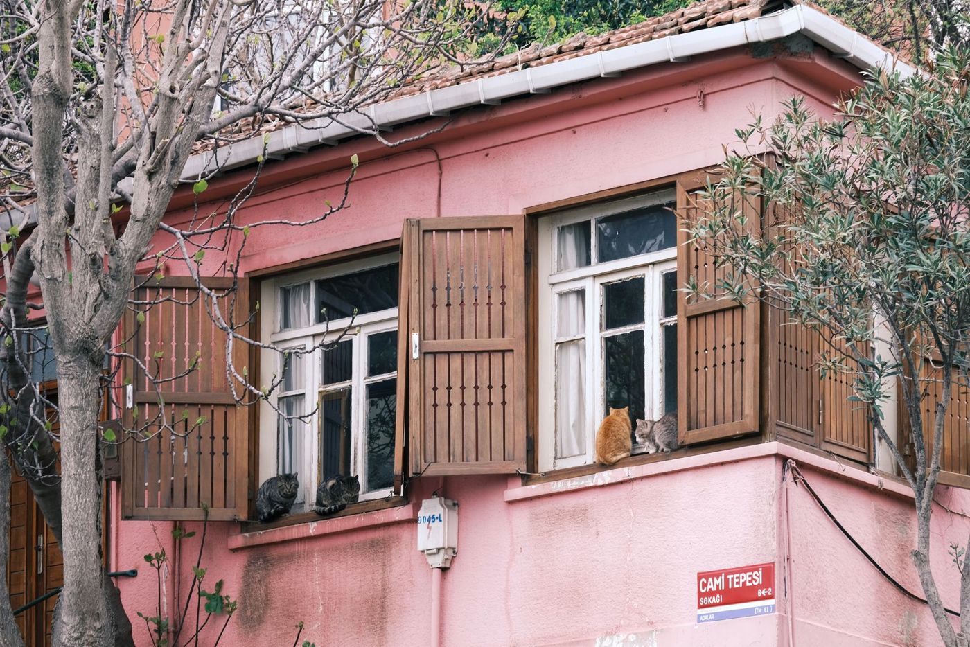 A cat resting on a windowsill along a residential street in central Reykjavik
